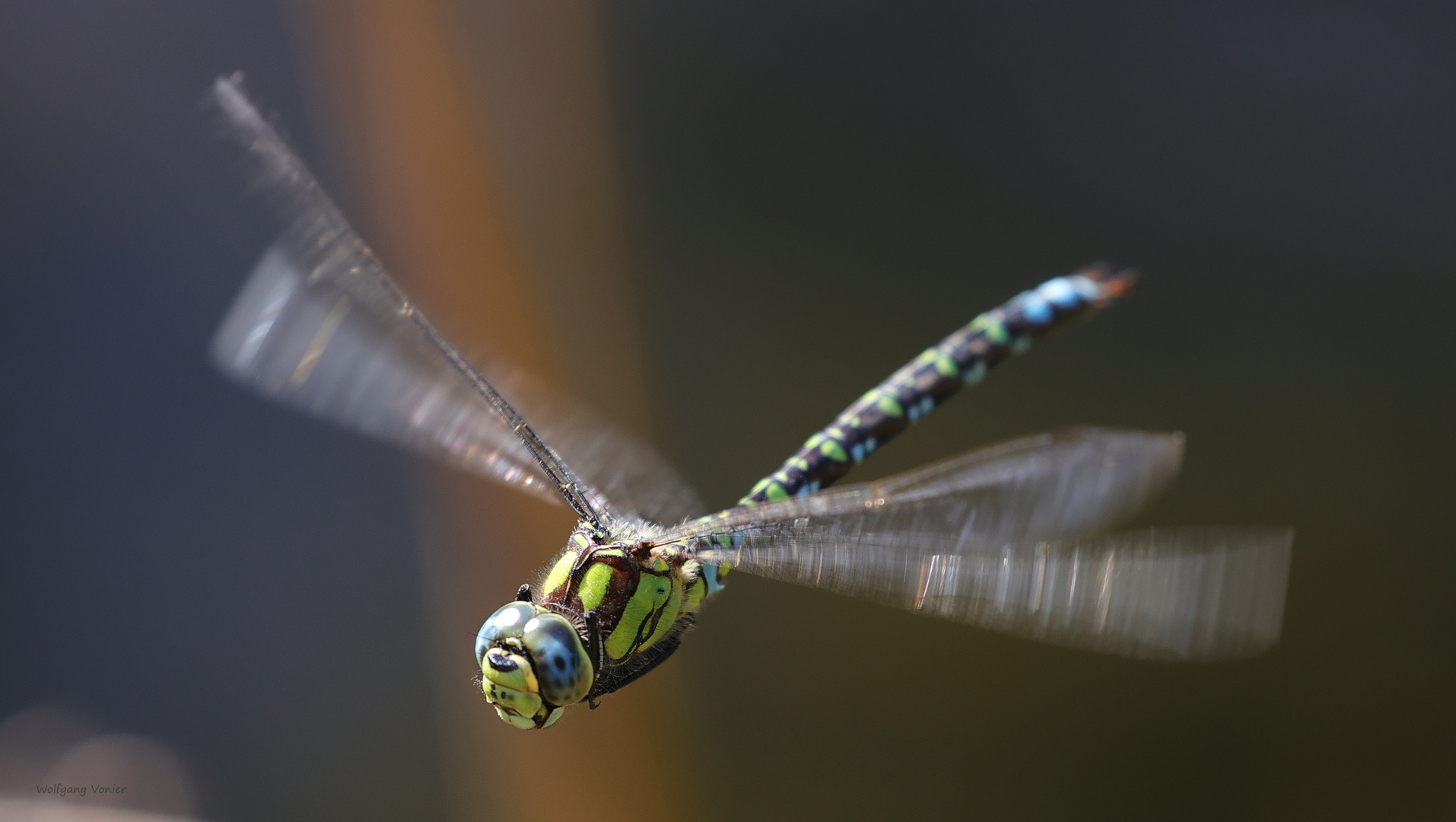  kleine Flugserie von der  Mosaikjungfer