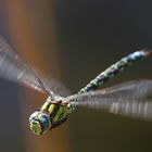  kleine Flugserie von der  Mosaikjungfer