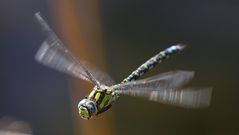  kleine Flugserie von der  Mosaikjungfer