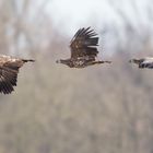 Kleine Flugstudie des Seeadlers