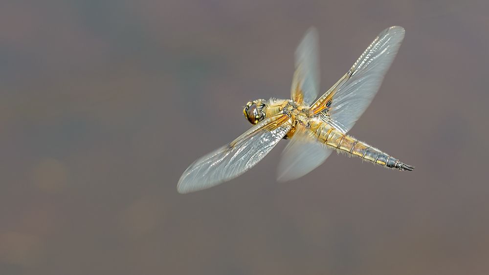 kleine Flugstudie mit Vierfleck