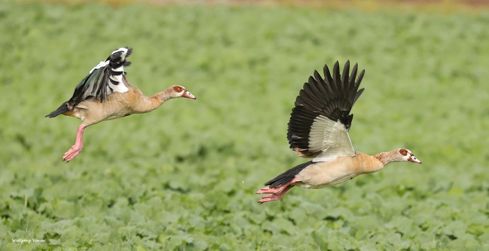 Kleine Flugstudie von den Nilgänse