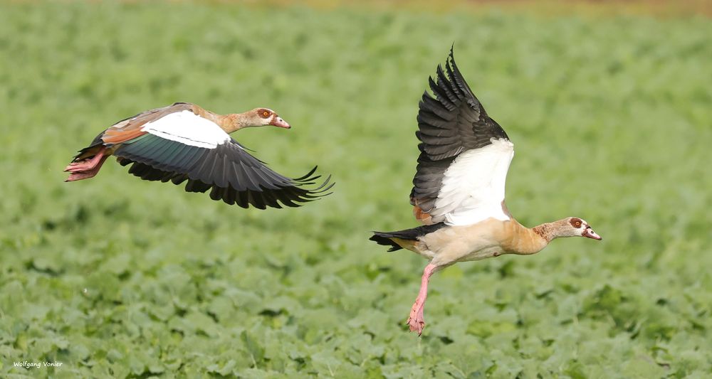 Kleine Flugstudie von den Nilgänse