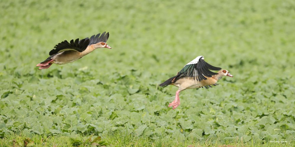 Kleine Flugstudie von den Nilgänse