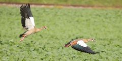 Kleine Flugstudie von den Nilgänse