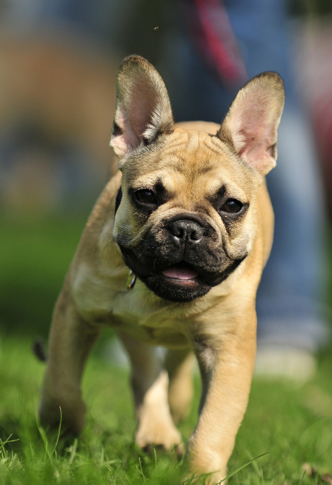 Kleine Französische Bulldogge