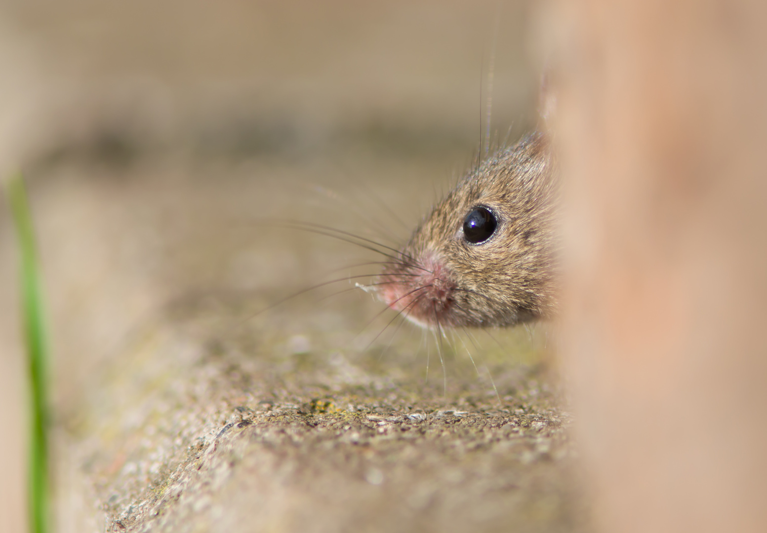 kleine freche Maus