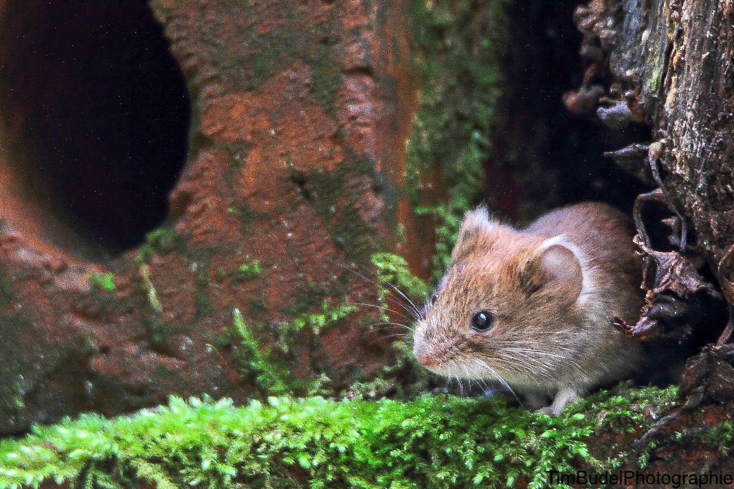 Kleine Freche Maus!