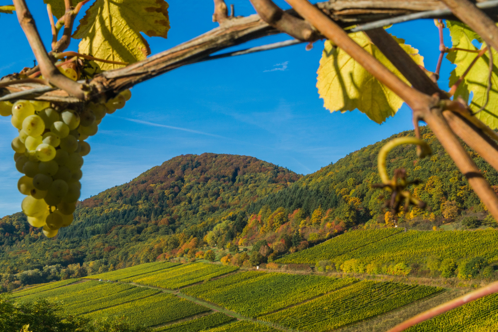 Kleine Freuden in der Pfalz