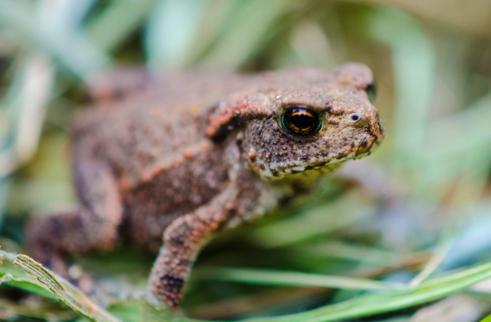 Kleine Frosch