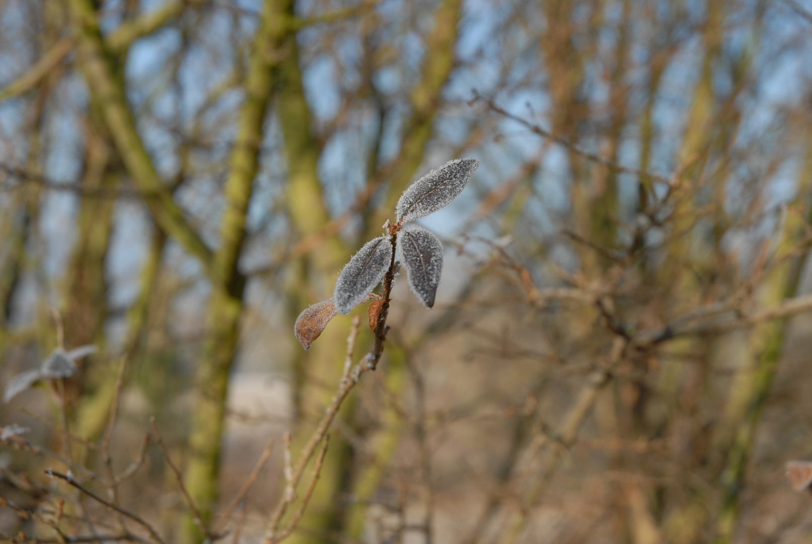 "Kleine Frostbeulen"