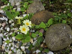 Kleine Frühblüher ...