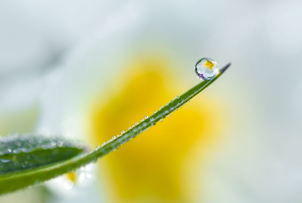 kleine Frühlings-Tröpfchen-Spiegelei