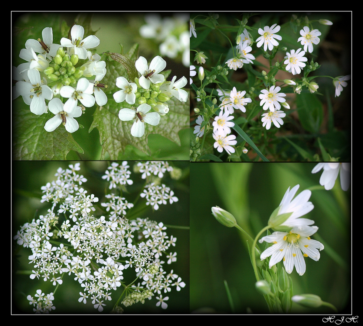 Kleine Frühlingsblüher.