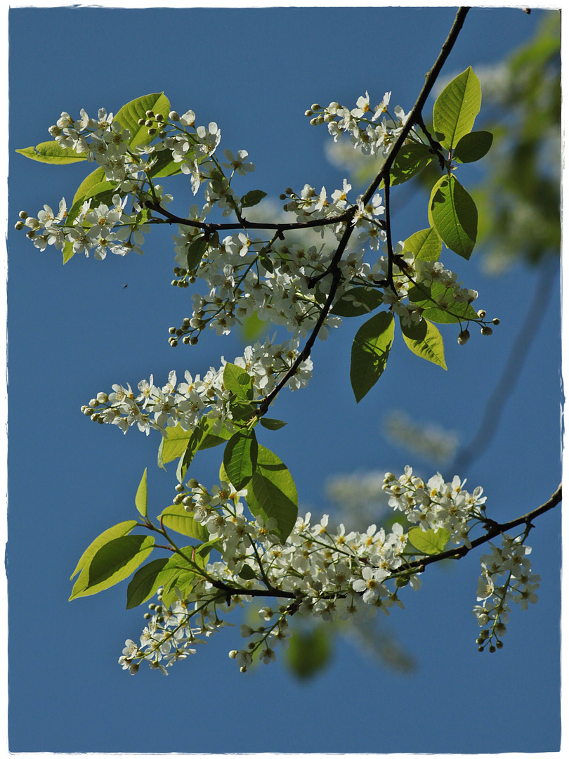 Kleine Frühlingsblüten