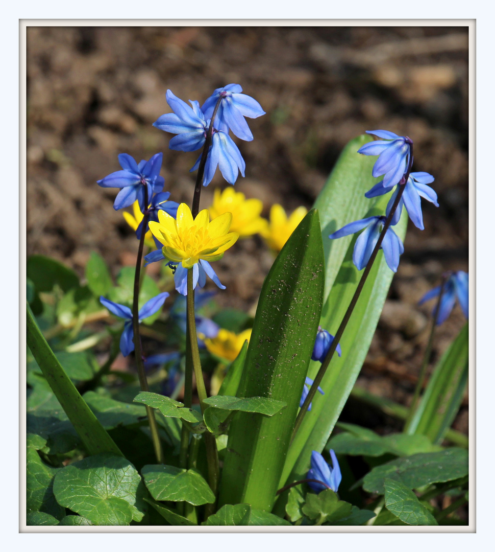 Kleine Frühlingsblumen 