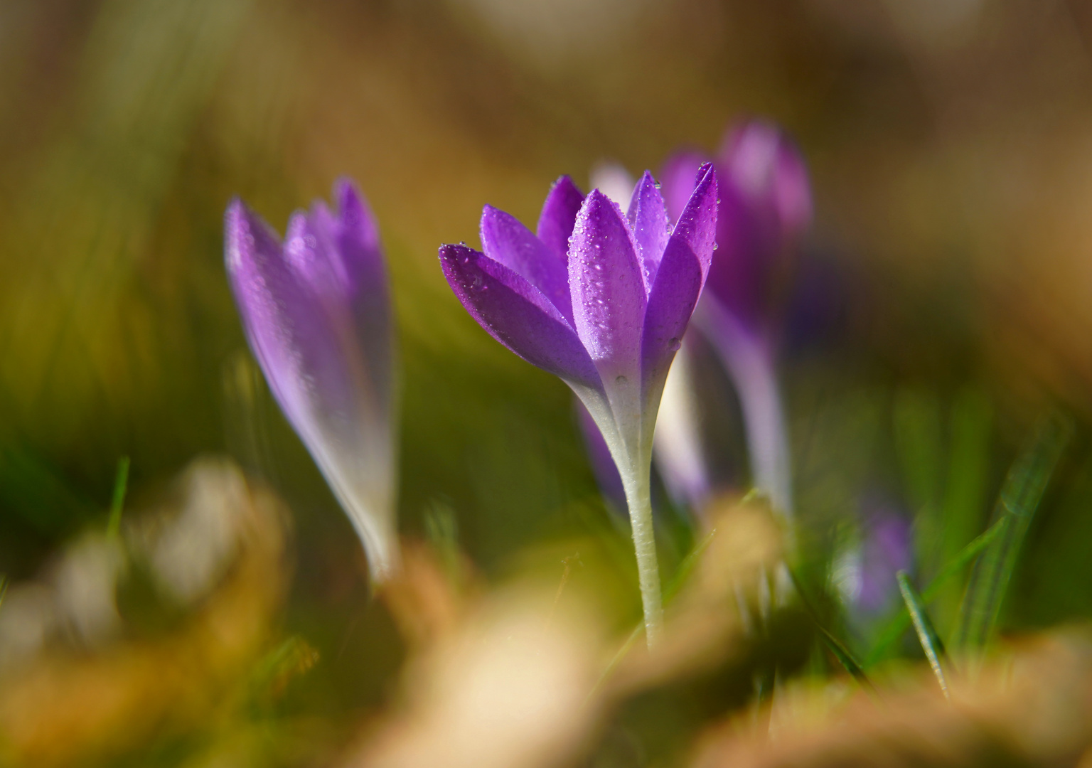 Kleine Frühlingsboten 