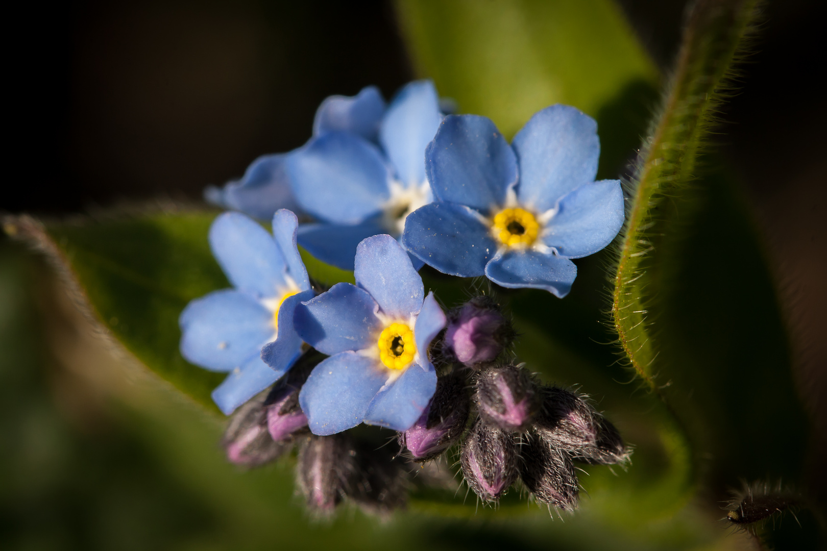 Kleine Frühlingsboten