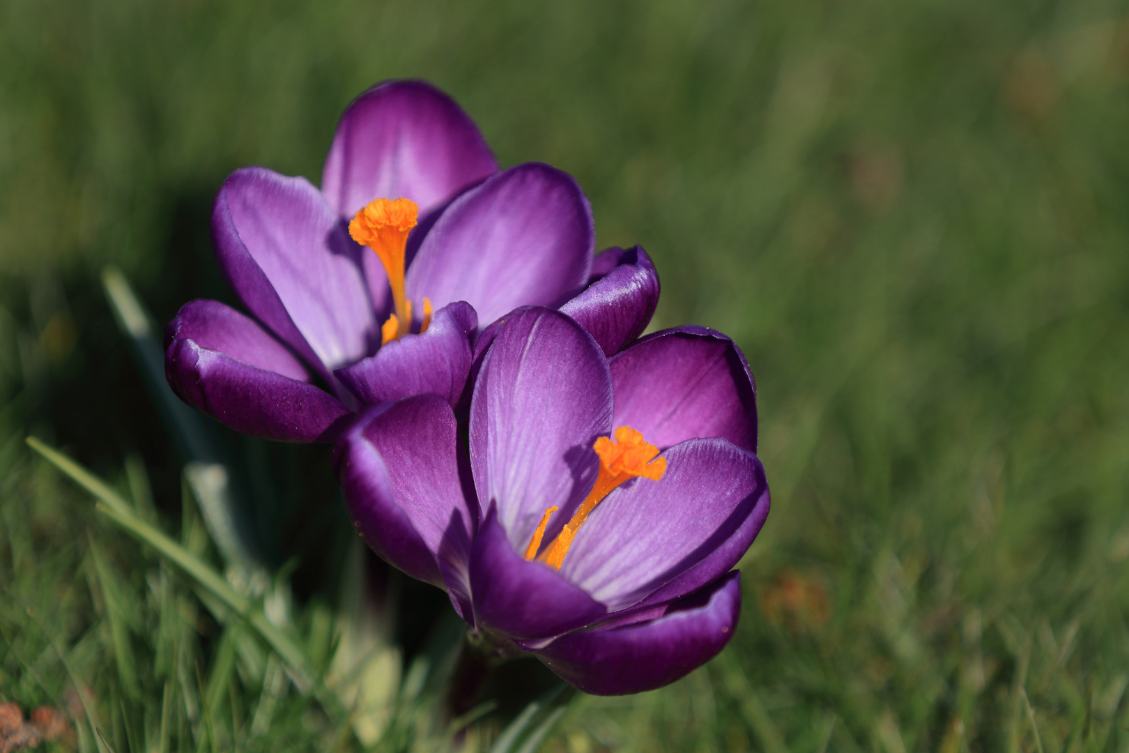 Kleine Frühlingsboten mal in Groß