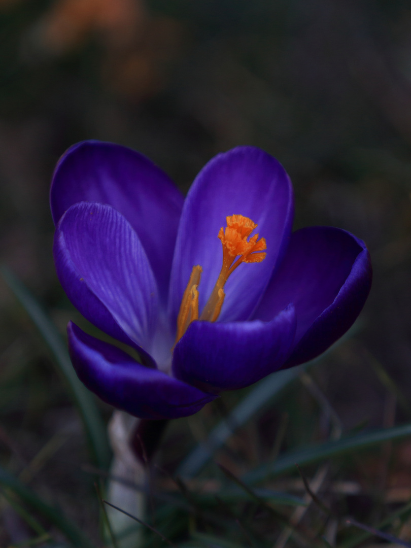 Kleine Frühlingsboten mal in Groß