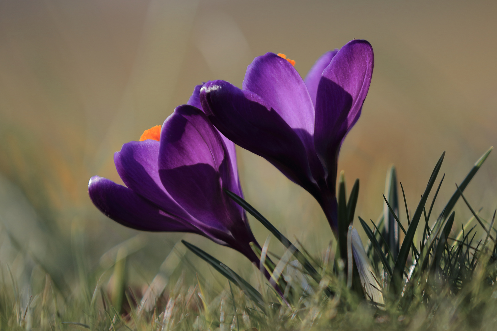 Kleine Frühlingsboten mal in Groß