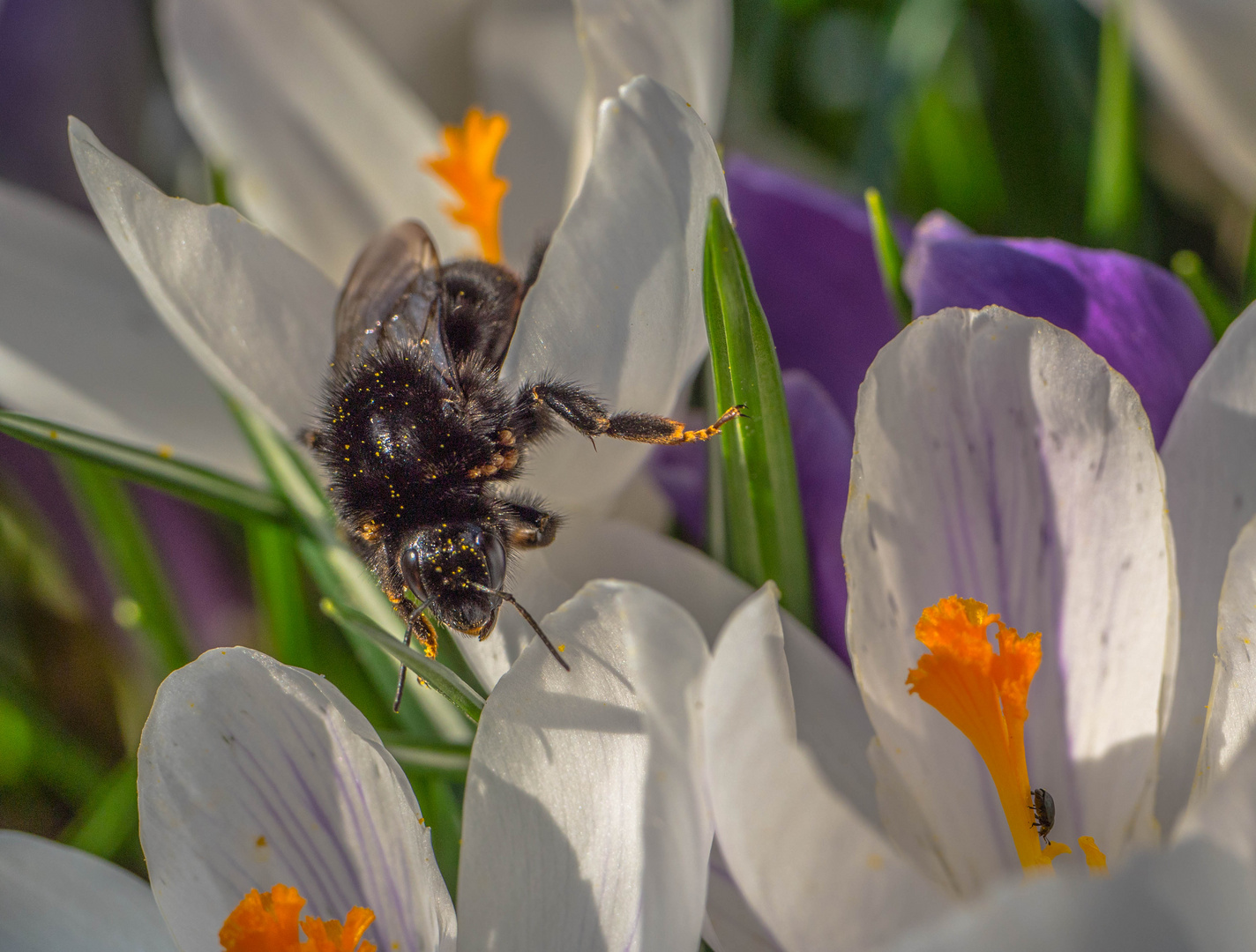 Kleine Frühlingswelt