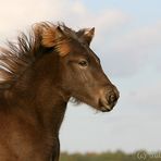 kleine Fryja