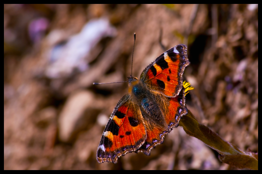 Kleine Fuchs – Aglais urticae