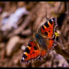 Kleine Fuchs – Aglais urticae