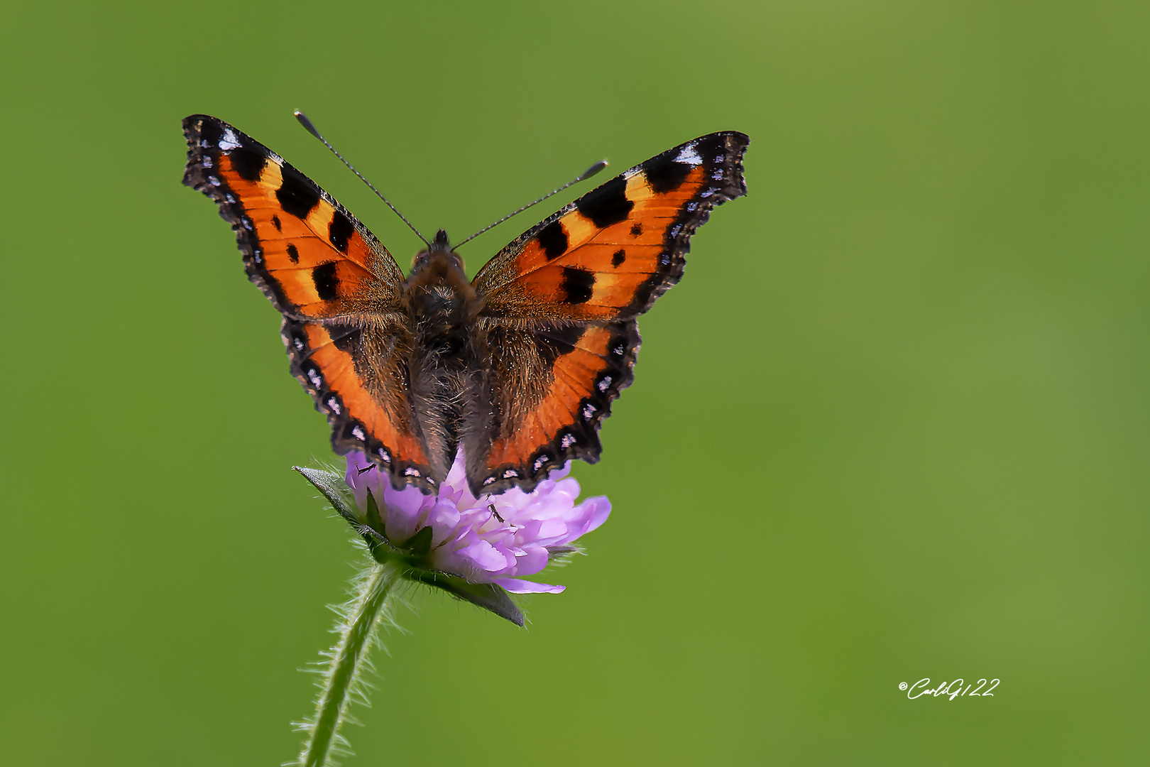  Kleine Fuchs (Aglais urticae)