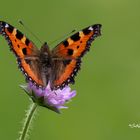  Kleine Fuchs (Aglais urticae)