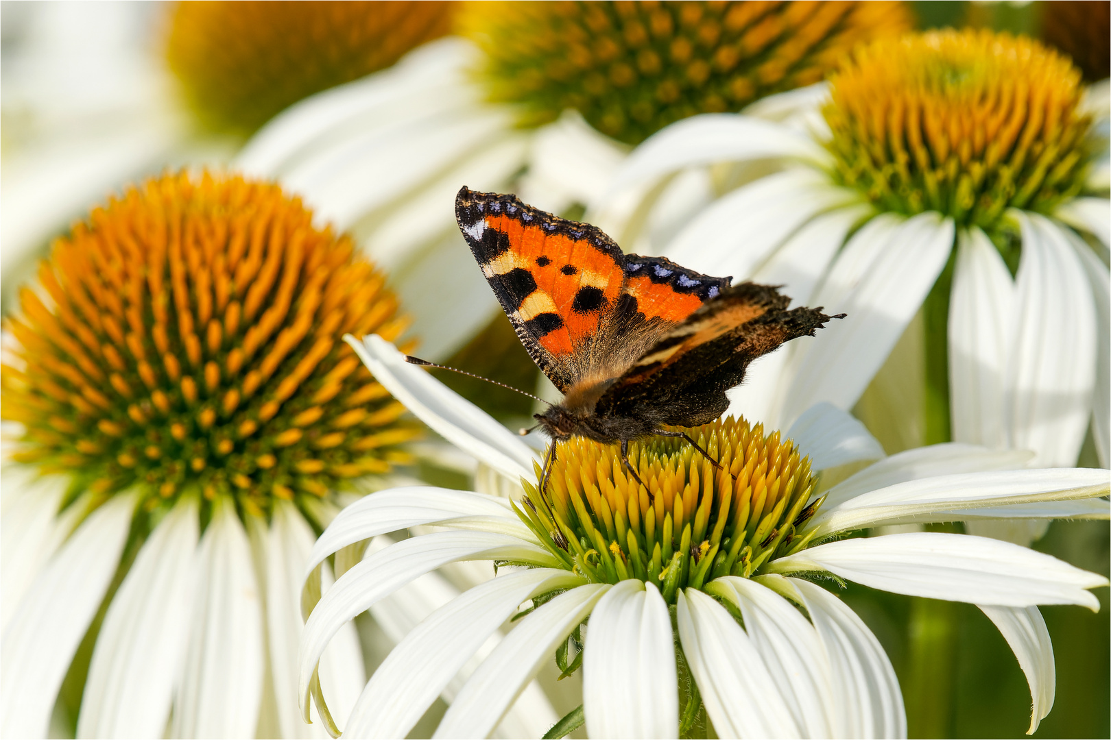 Kleine Fuchs  - Aglais urticae -  .....