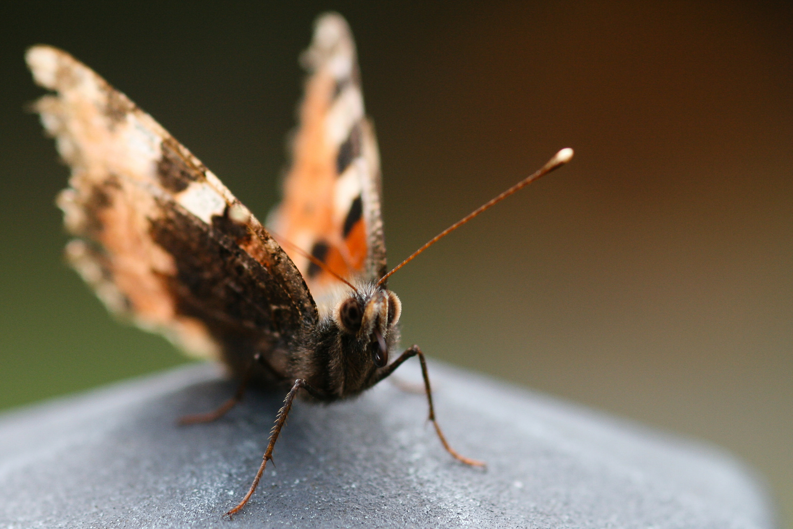 kleine Fuchs (Aglais urticae; Syn.: Nymphalis urticae)