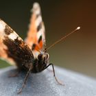 kleine Fuchs (Aglais urticae; Syn.: Nymphalis urticae)