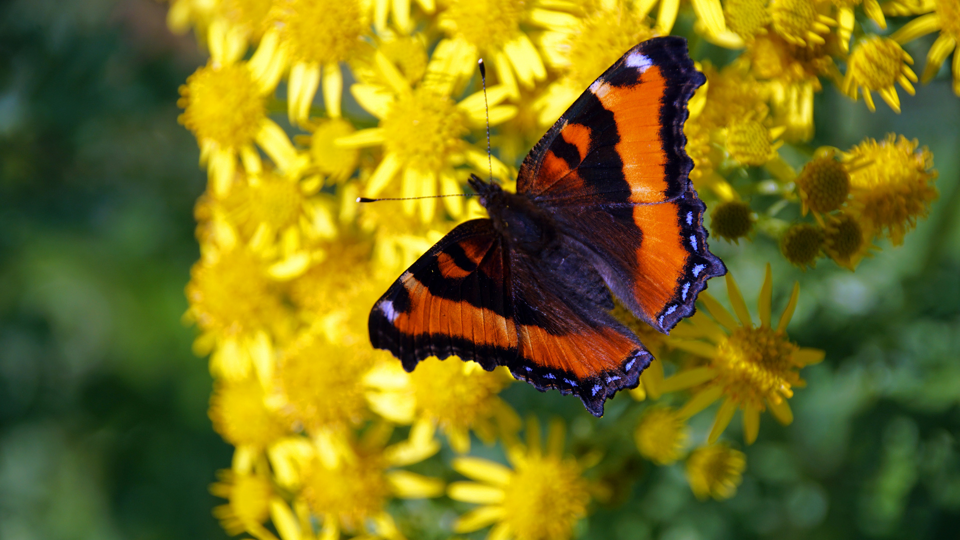 Kleine Fuchs, Milbert's TortoiseshellAglais milberti