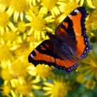 Kleine Fuchs, Milbert's TortoiseshellAglais milberti