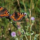 Kleine Füchse an Distel 001