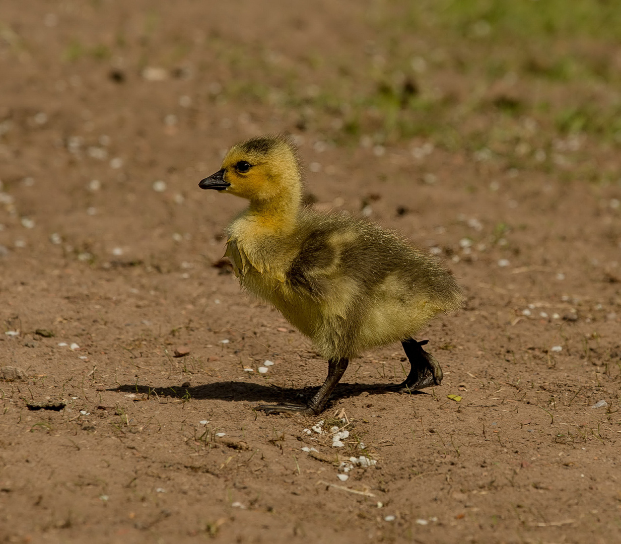 Kleine Gänse 