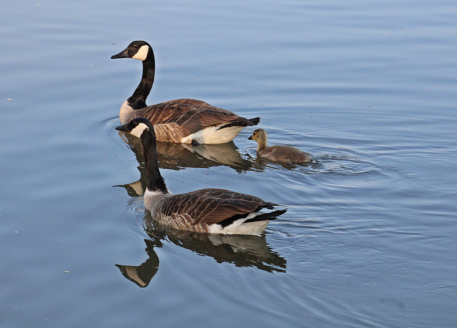 Kleine Gänse Familie