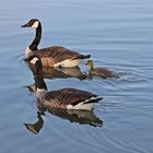 Kleine Gänse Familie