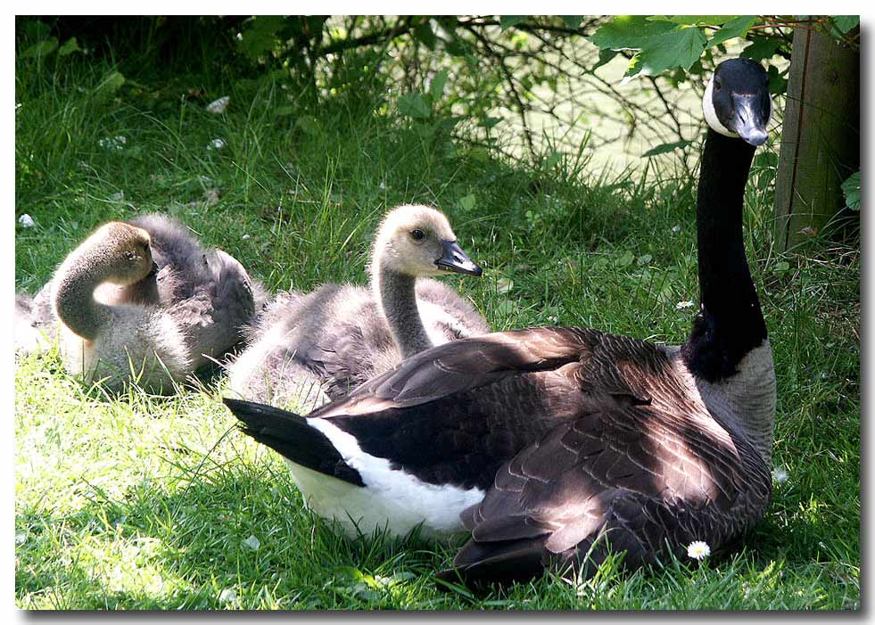 Kleine Gänse Familie