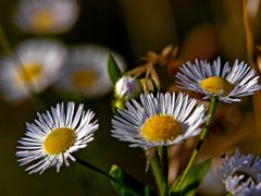 Kleine Gänseblümchen