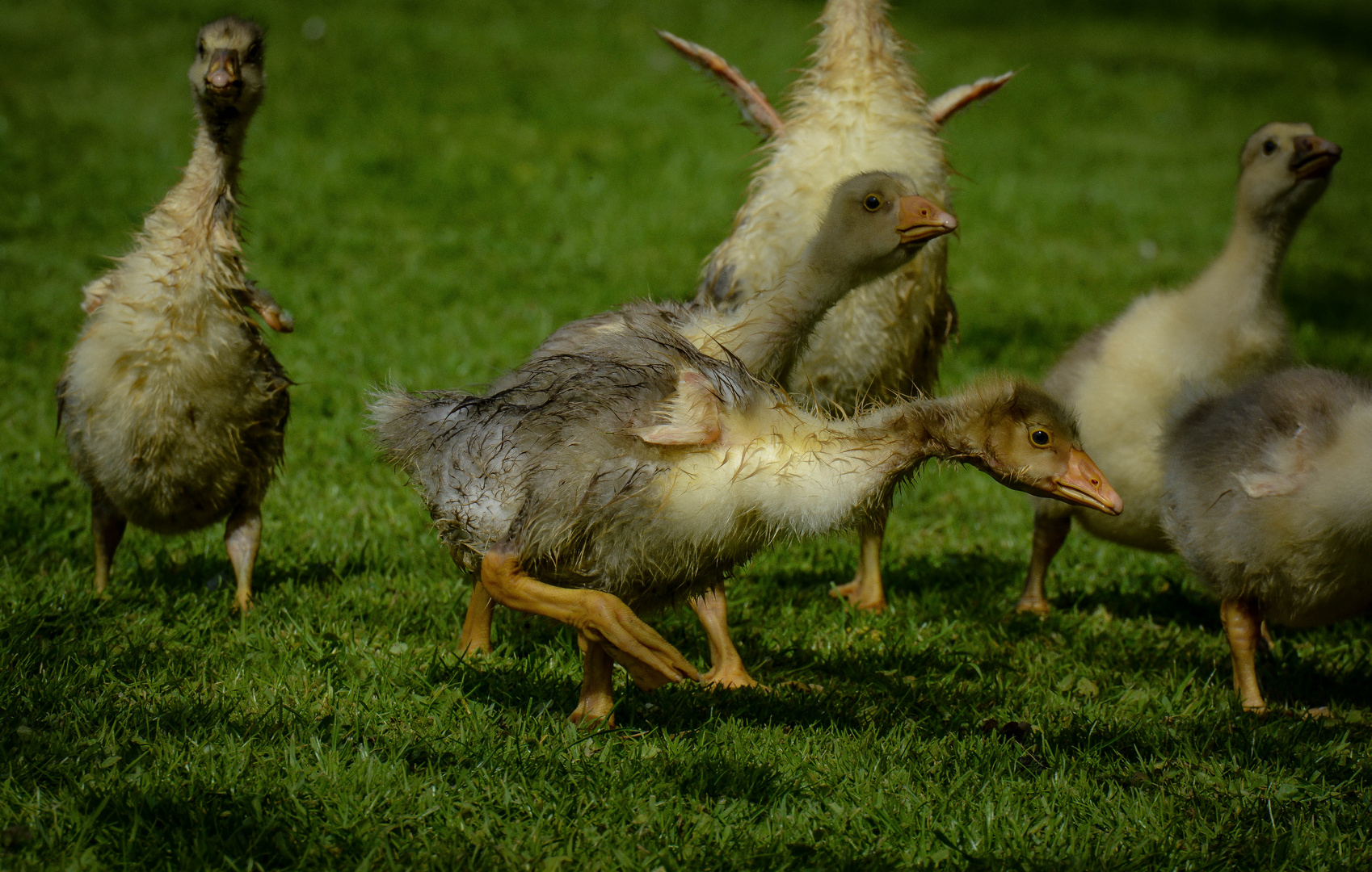 Kleine Gänse,erkennen Golfplätze am Geschmack.