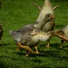 Kleine Gänse,erkennen Golfplätze am Geschmack.