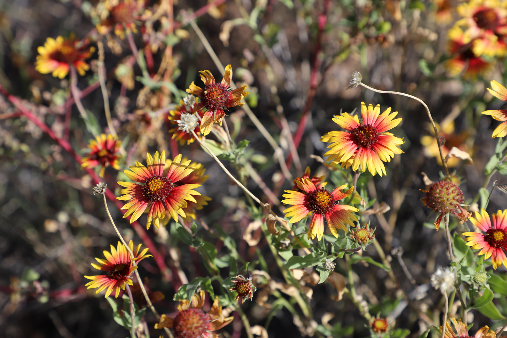 Kleine Gaillardie (Gaillardia pulchella), Indian Blanchet...