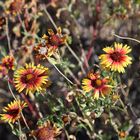 Kleine Gaillardie (Gaillardia pulchella), Indian Blanchet...