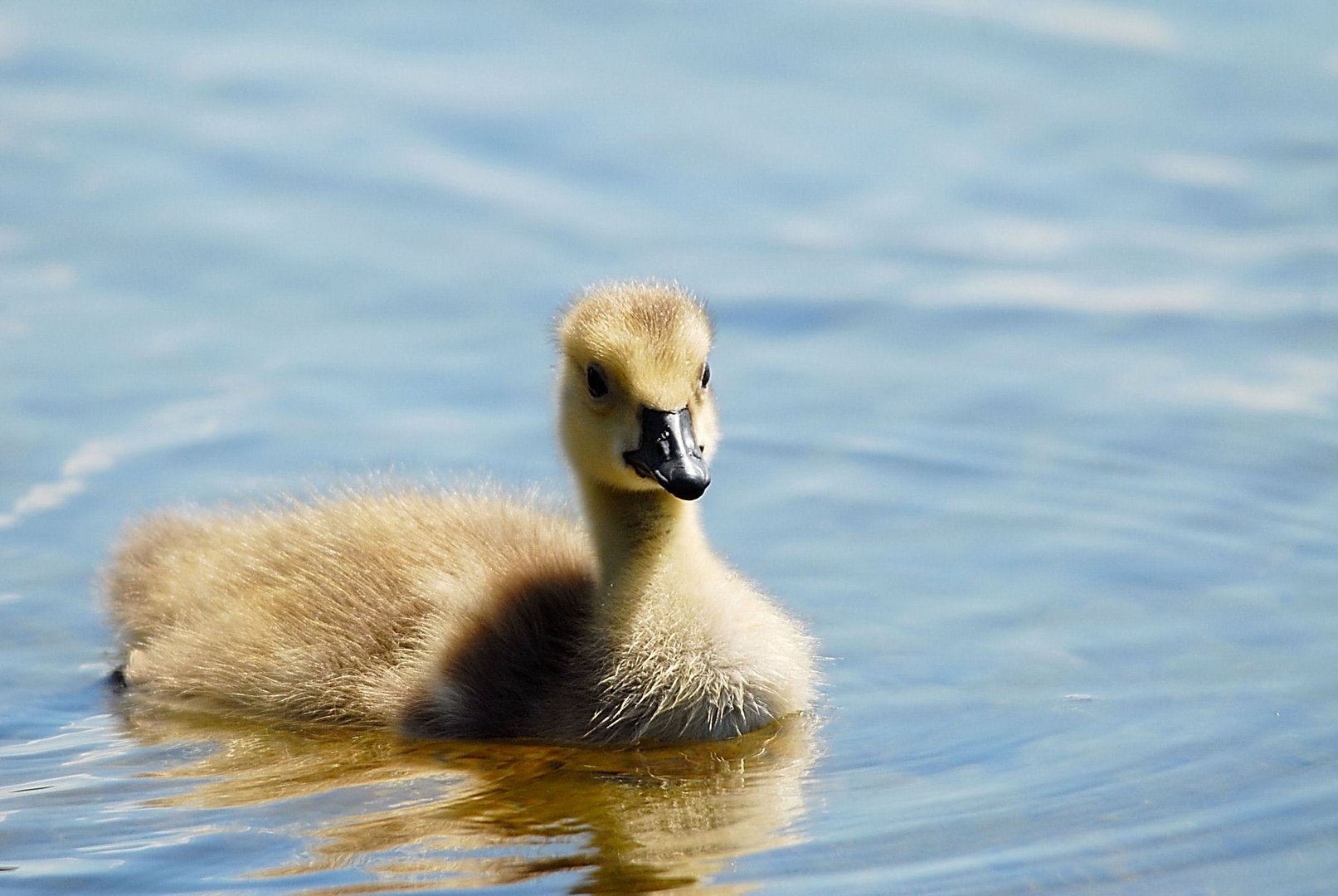 kleine Gans Foto & Bild tiere,