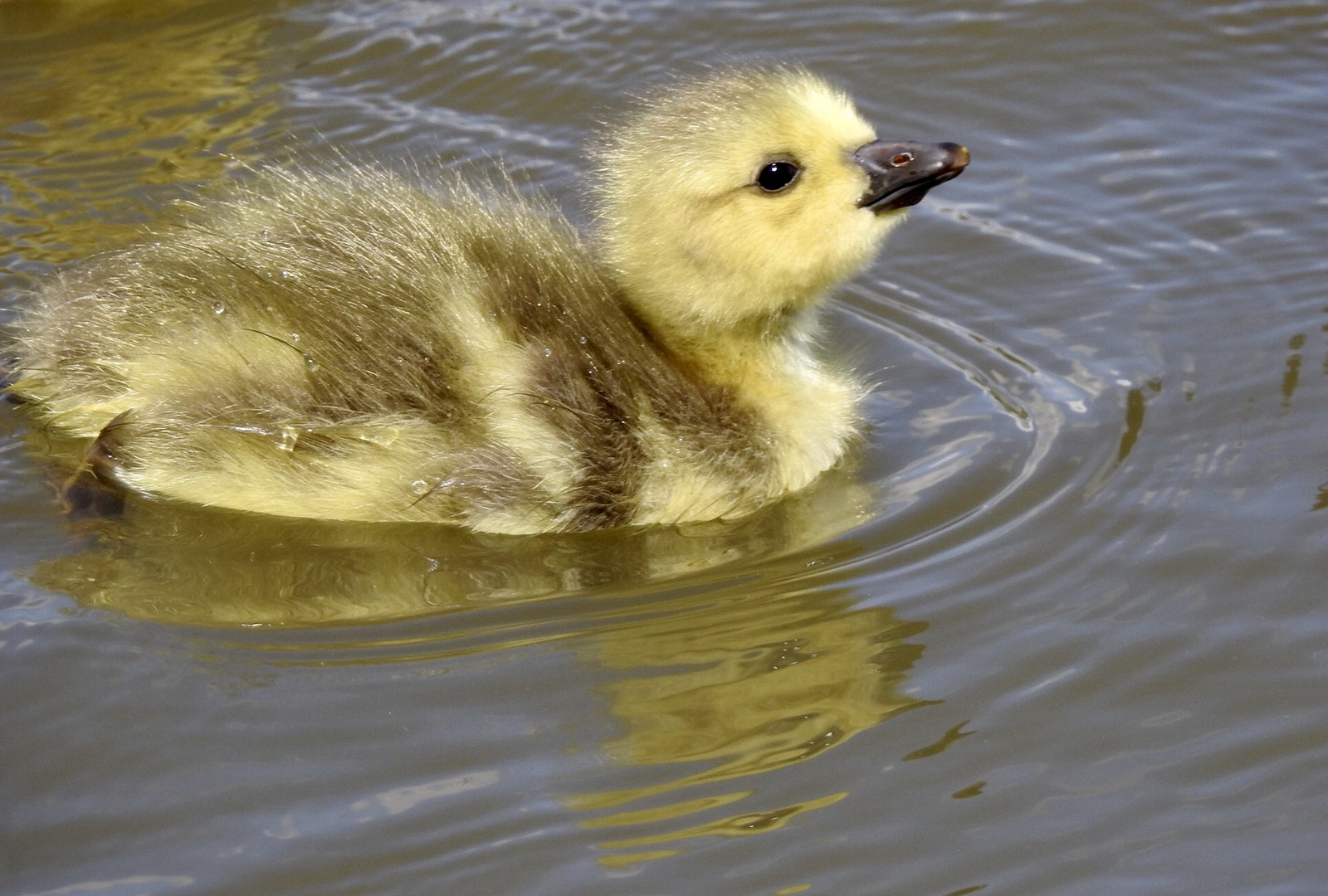 kleine Gans .....