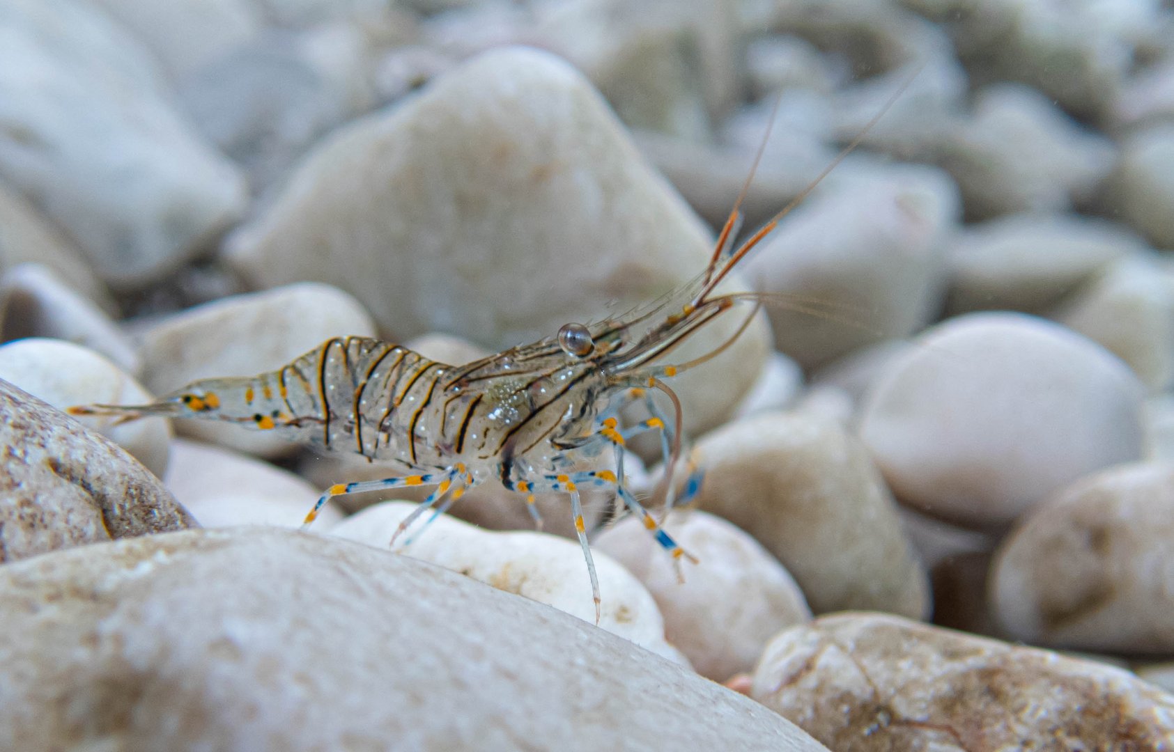 kleine Garnele auf Krk, Kroatien