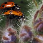 kleine Garten Monster